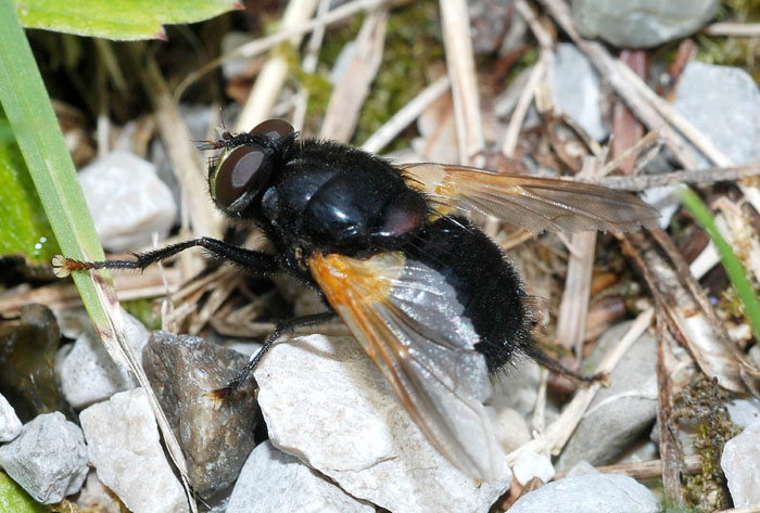 Mesembrina meridiana cf